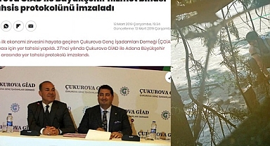 ÇAM AĞAÇLARINI KESİYORLAR!