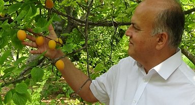 Kayısıda "Çağataybey" farkı