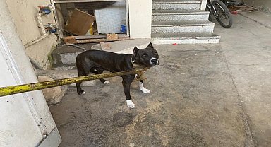 Tehlikeli ırk köpek sahibi 37 kişiye para cezası