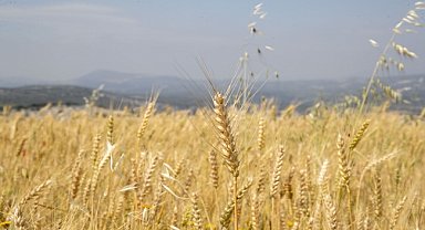 Üreticiye ekmeklik buğday tohumu dağıtıldı