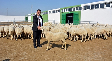 3 milyonun üzerinde küçükbaş kurban edildi