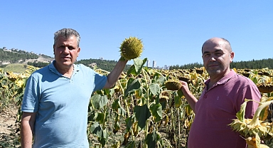 Ayçiçeği fiyatı 15 lira olarak açıklansın