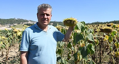 Ayçiçeğinde önalım çağrısı