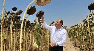 Ayçiçeğinde rekolte yüz güldürecek