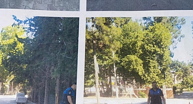 Çam ağaçlarının kesimine soruşturma açıldı