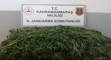 Hint keneviri yetiştiren kişi gözaltına alındı