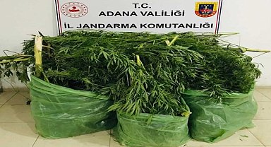 Mısır tarlasında Hint keneviri yetiştirdi