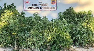 Zeytin bahçesinde Hint keneviri yetiştirdi