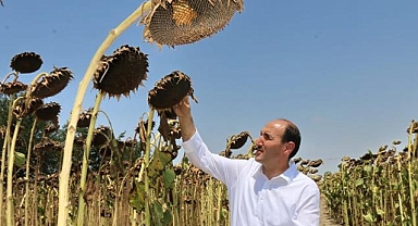220 bin ton ayçiçeği rekoltesi bekliyoruz