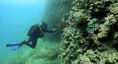 Dana Adası'nda dalış turizmi yaygınlaşıyor