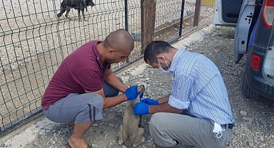 Feke'de köpekler aşılandı