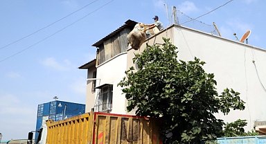 İki katlı binadan 3 kamyon çöp çıktı