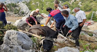 Kayalığa düşen ineği itfaiye çıkardı