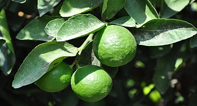 Misket limon hasadı başladı