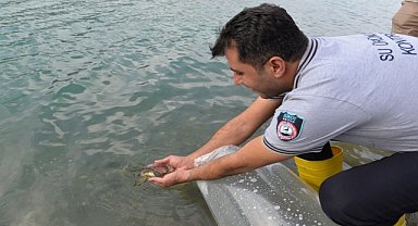 Baraj ve göletlere sazan yavrusu bırakıldı