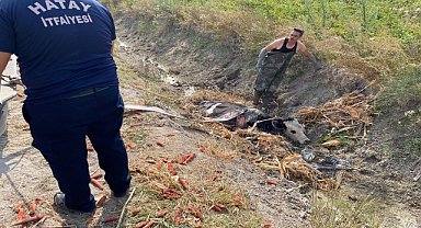 Bataklığa saplanan ineği itfaiye kurtardı