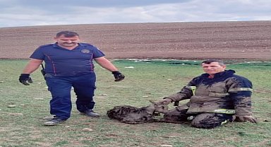 Bataklığa saplanan keçi yavrusunu itfaiye kurtardı