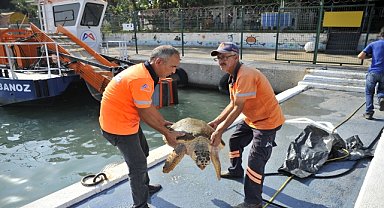 Bitkin bulunan caretta caretta tedaviye alındı
