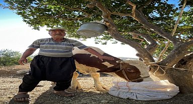 Gebe inek "Sarıkız"ı komandolar kurtardı