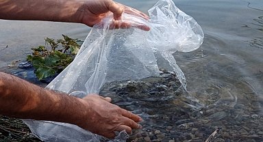 Göksu Nehri'ne 8 bin aynalı sazan yavrusu bırakıldı
