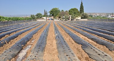 Öğrenciler okul bahçesinde çilek yetiştirecek