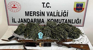 Ormanlık alanda Hint keneviri yetiştirdiler