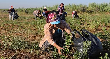 Şeker otu ve moringa çayı hasadı yapıldı