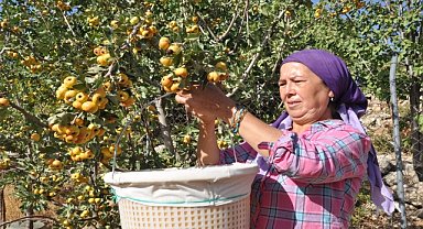 Emekli çift sirke yapmak için ektikleri alıçları gelire dönüştürdü