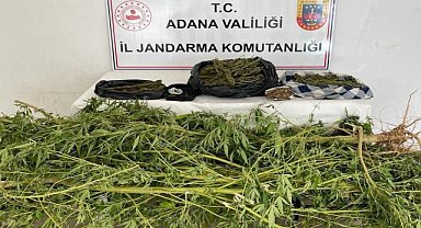 Esrar ve kenevir ele geçirildi