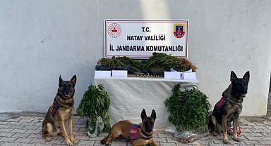Kenevir ve esrar ele geçirildi