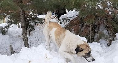 Sahibini cenazesinde "yalnız bırakmayan" köpek öldü