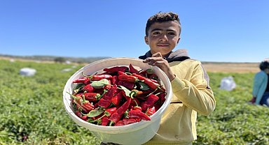 Tescilli "acı biber" rekabeti