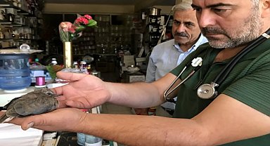 Yuvadan düşen kumru yavrusuna esnaf sahip çıktı