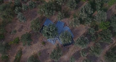 Zeytin hasadına başlandı