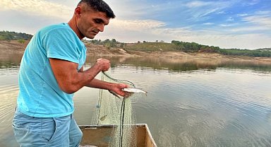 Baraj gölünde avlanan gümüş balığı ihraç ediliyor