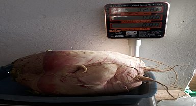 Feke'de tarladan 3 kilo 288 gram turp çıktı
