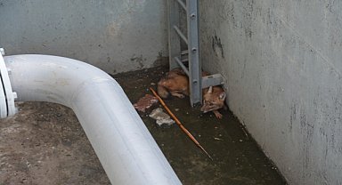 Havuz kenarındaki boşluğa düşen çakal kurtarıldı