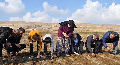 Koçovası Sarımsağı tohumları toprakla buluşturuldu