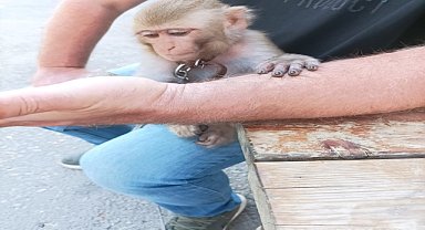 Vatandaşların bulduğu maymun korumaya alındı