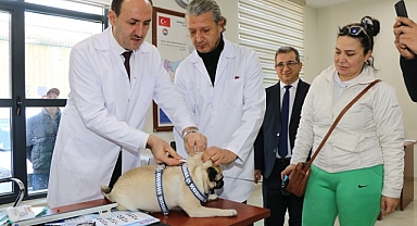15 bin ev hayvanı kimliklendirildi