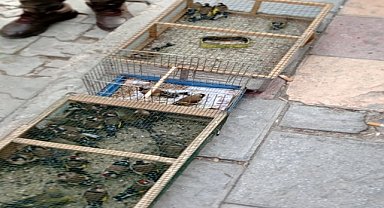 Avlanan 57 saka kuşu doğaya salındı