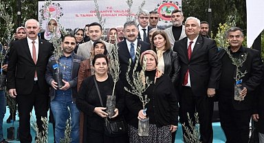 Çiftçilere sertifikalı zeytin fidanı dağıtıldı