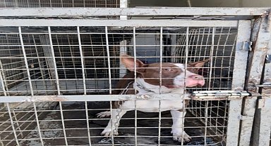 132 yasaklı ırk köpek barınağa yerleştirildi