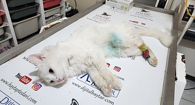 Patisi kesilmiş halde bulunan kedi tedaviye alındı