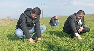 Tarım alanlarındaki farelerle "zehirli buğdaylı" mücadele