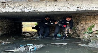 Yavru köpek dere yatağında mahsur kaldı
