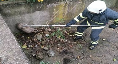 Havuza düşen porsuğu itfaiye ekipleri kurtardı