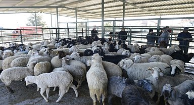 I173 hayvan depremzedeler için kesildi