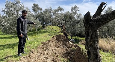 80 yıllık zeytin ağacı depremde ikiye bölündü