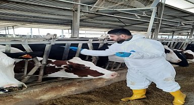 Adana'da büyükbaş hayvanlara şap aşısı yapılıyor